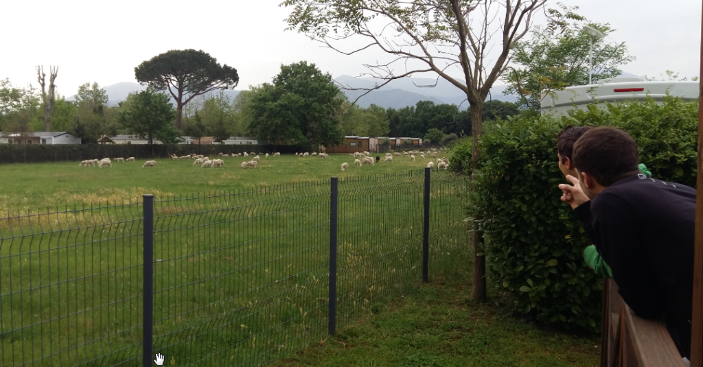 JérÎme et Corentin regardent les moutons